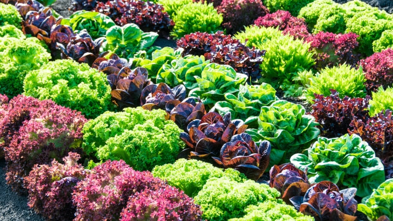 How to Grow More with Less: 12 Permaculture Principles for a Low-Maintenance Garden - variety of crops ss355833938