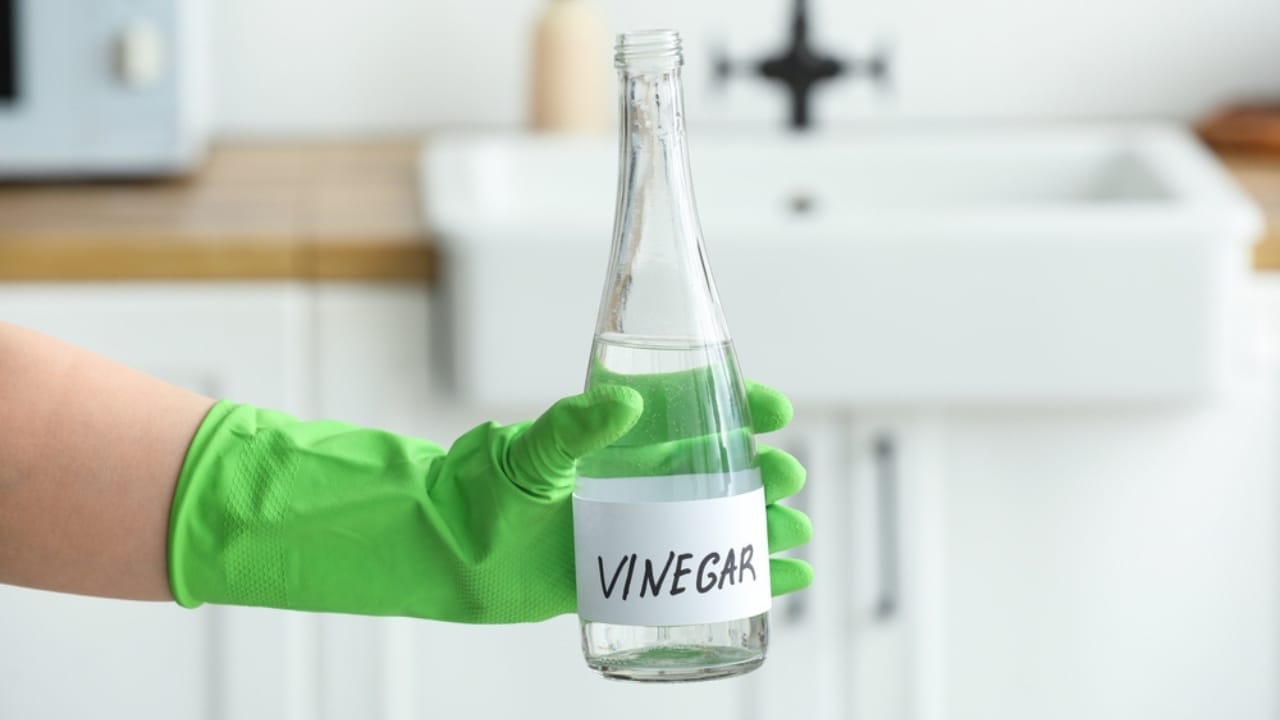 Identifying & Managing Black Widow Spiders in Your Home - vinegar ss2355230765