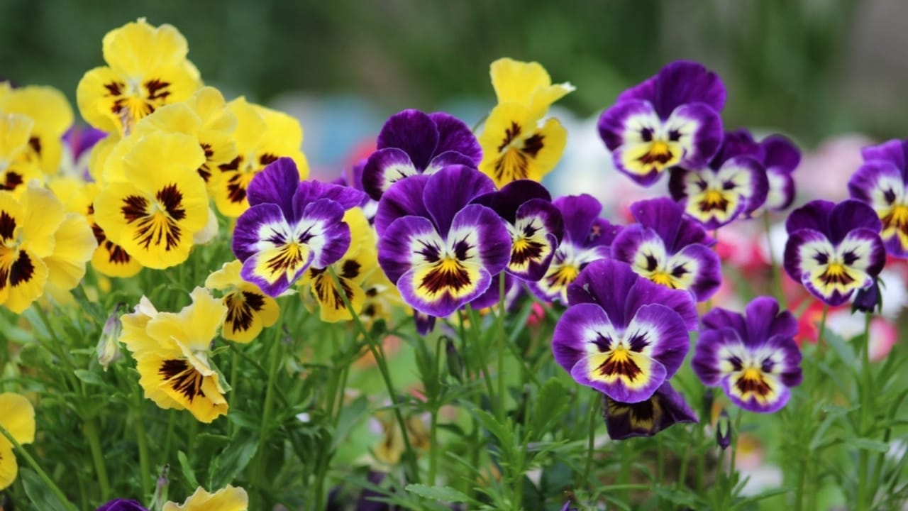 Watch These 13 Flowers Change Colors as the Season Changes - viola tricolor ss2438526233