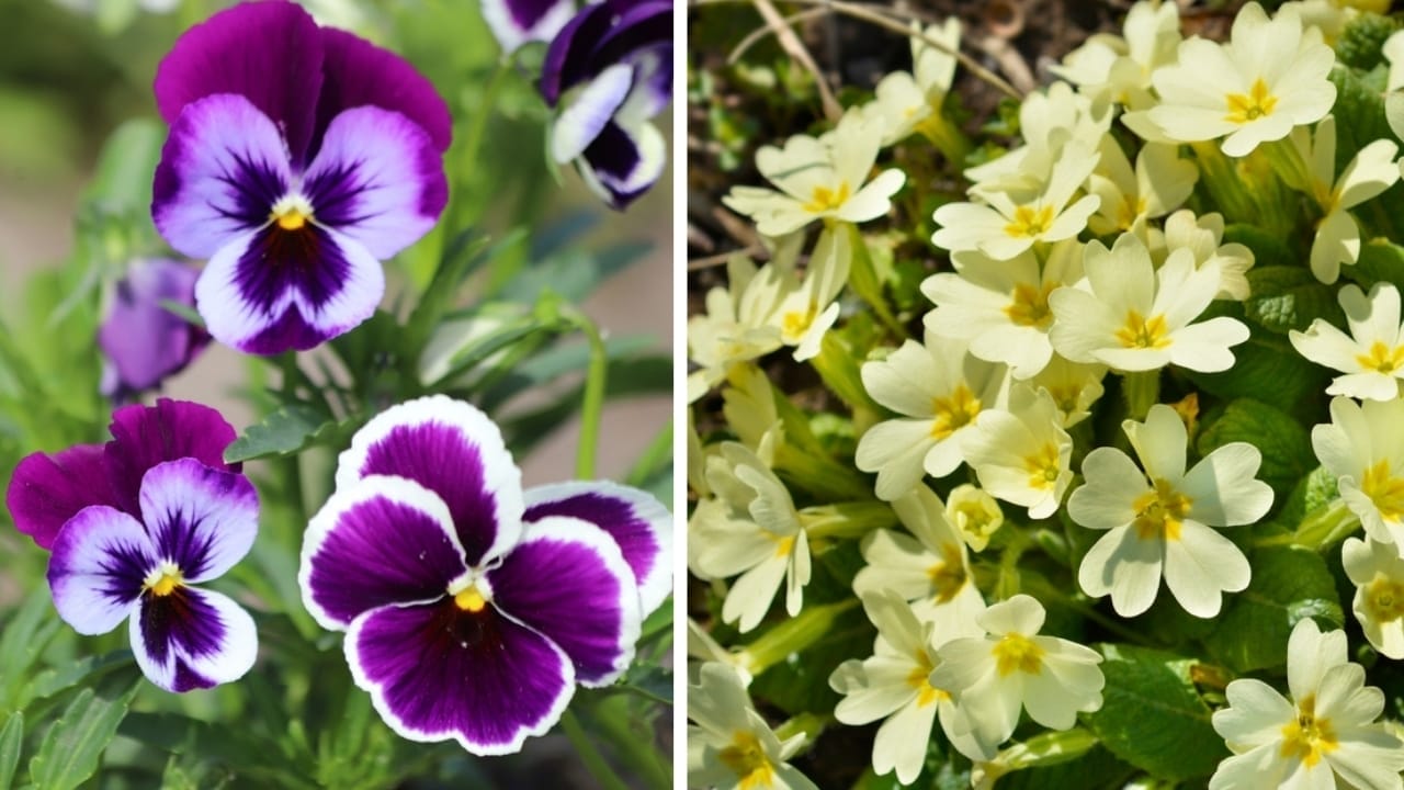 From January to December: The Meaning of Your Birth Flowers - violets and primroses ss24602909952239681015