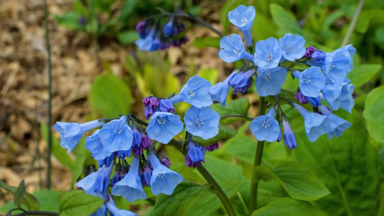Bring Rare Blue Blooms to Your Garden With These Perennials 6 Bring Rare Blue Blooms to Your Garden With These Perennials - virginia bluebells ss1699950646