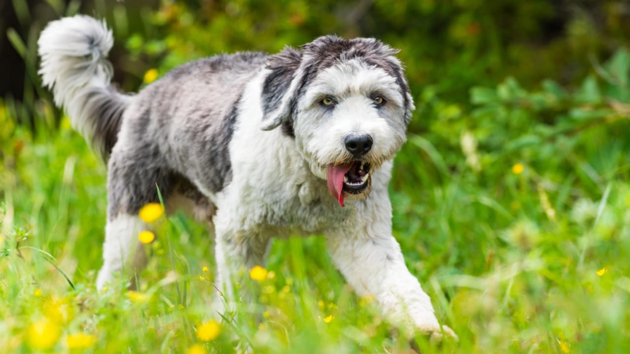 7 Reasons the Polish Lowland Sheepdog Will Win You Over 5 7 Reasons the Polish Lowland Sheepdog Will Win You Over - walking polish lowland ss452335027