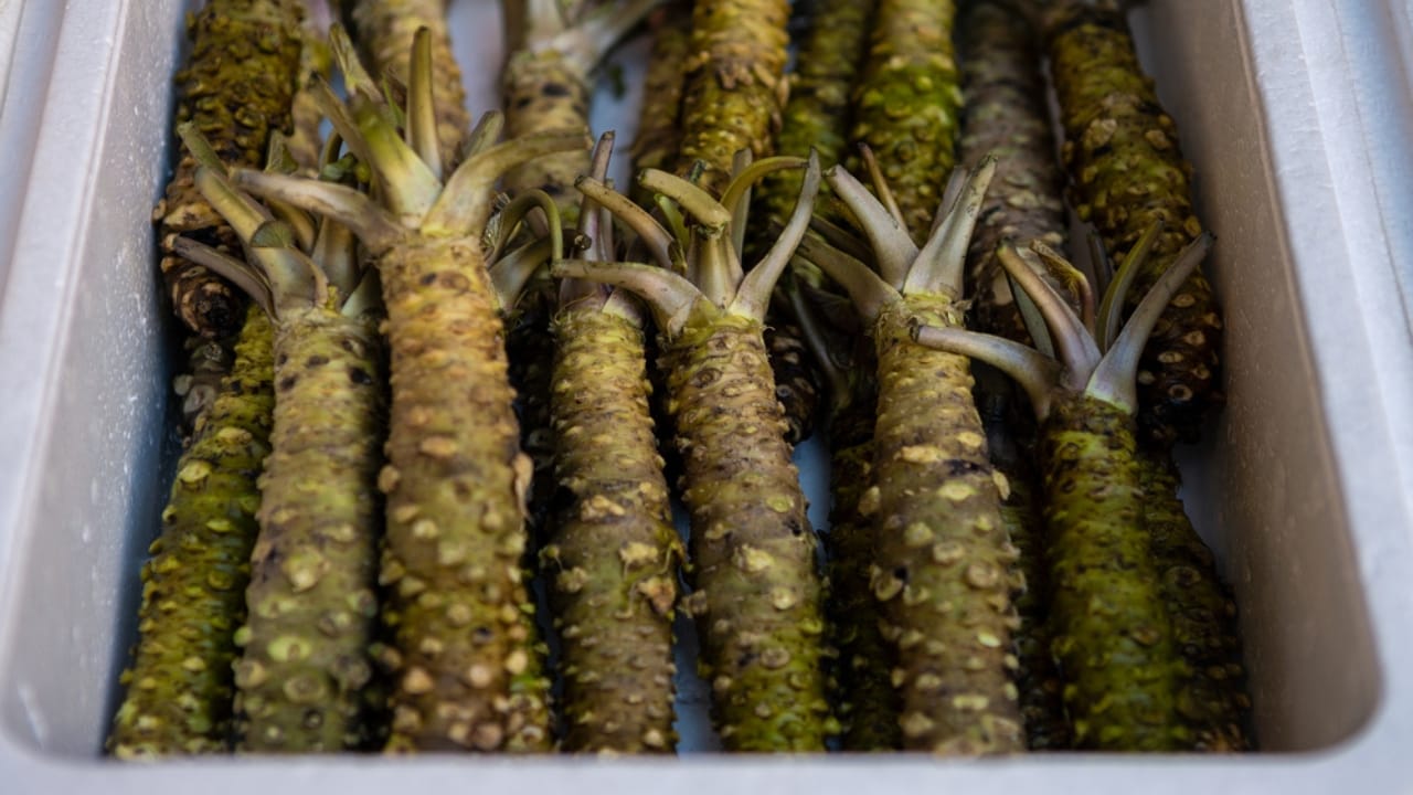 15 Profitable Plants That Could Add Thousands to Your Bank Account Yearly 5 15 Profitable Plants That Could Add Thousands to Your Bank Account Yearly - wasabi dp529189470