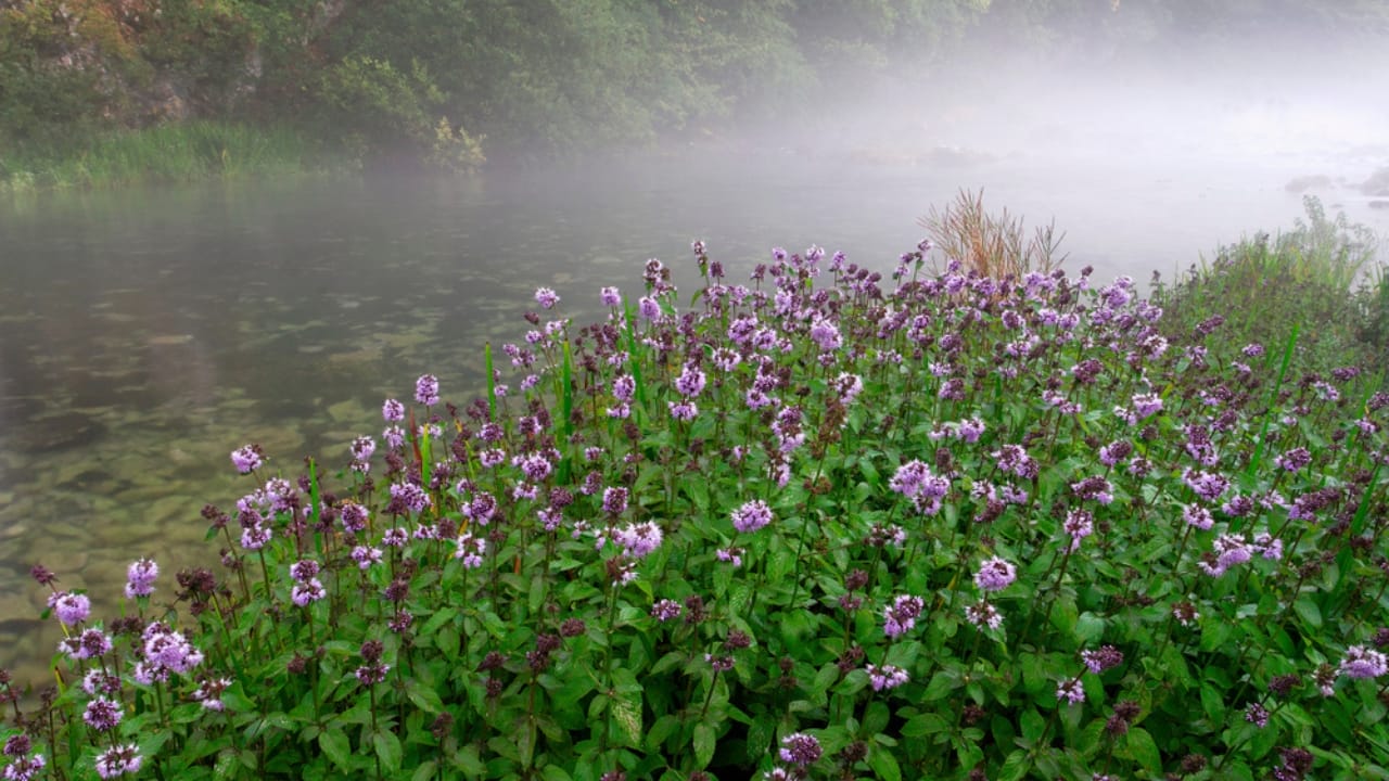 13 Life-Saving Plants That Can Filter Water in a Pinch 7 13 Life-Saving Plants That Can Filter Water in a Pinch - water mint ss1606343125