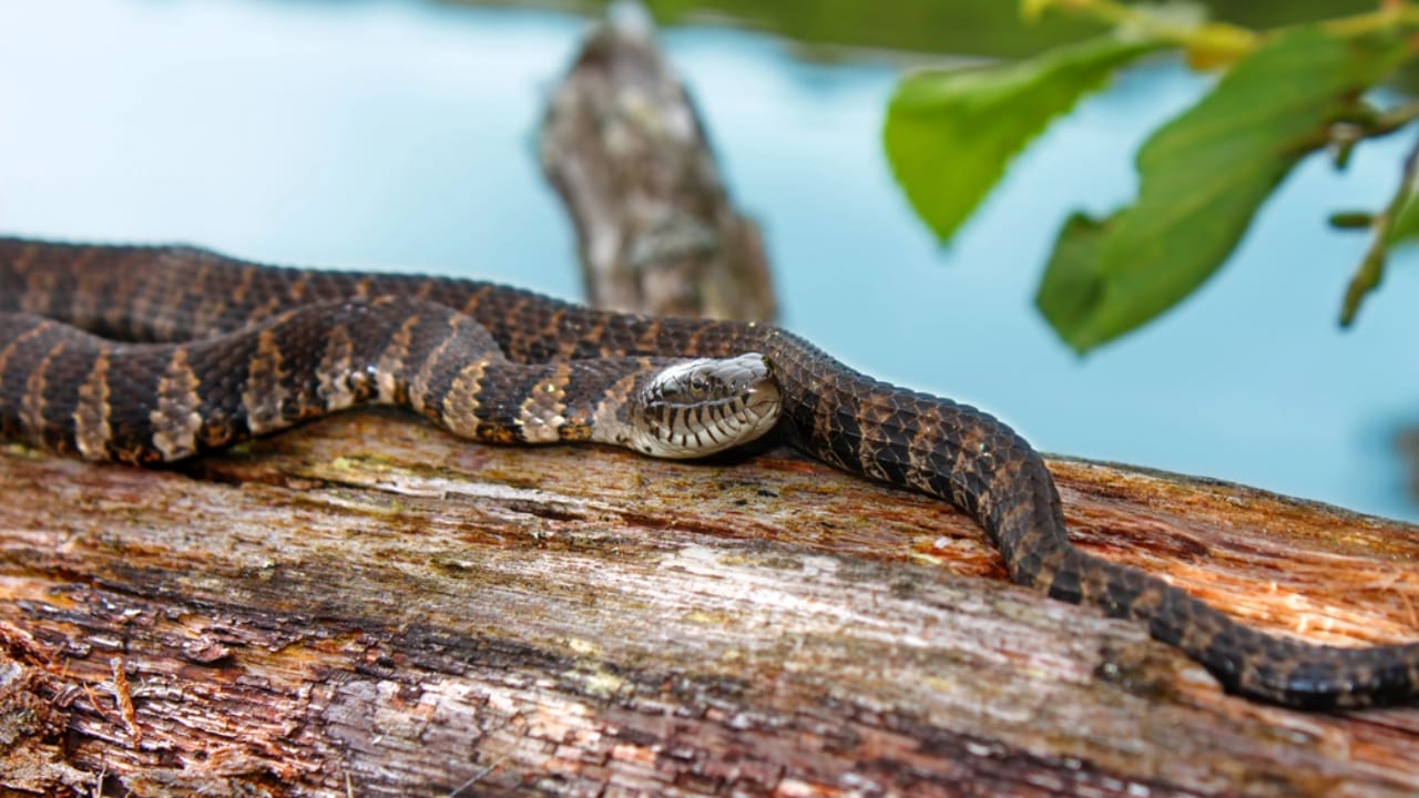 13 Ways Your Home Could Be Inviting Snakes Inside 6 13 Ways Your Home Could Be Inviting Snakes Inside - water snake dp171304270