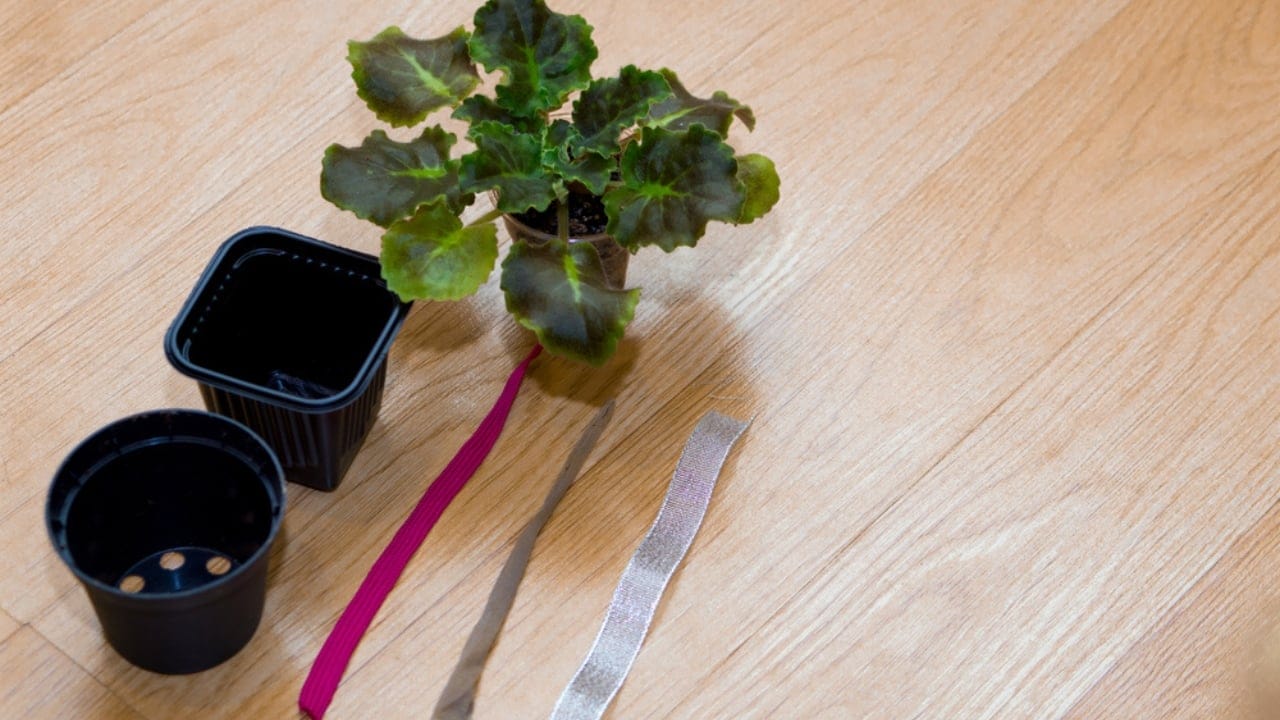 How to Use a Water Wick for Maintaining Plant Hydration When You’re Not Home - water wick materials ss1879093804
