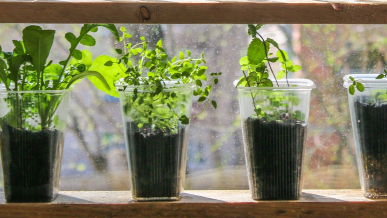 How to Use a Water Wick for Maintaining Plant Hydration When You&rsquo;re Not Home - water wick ss1069981931