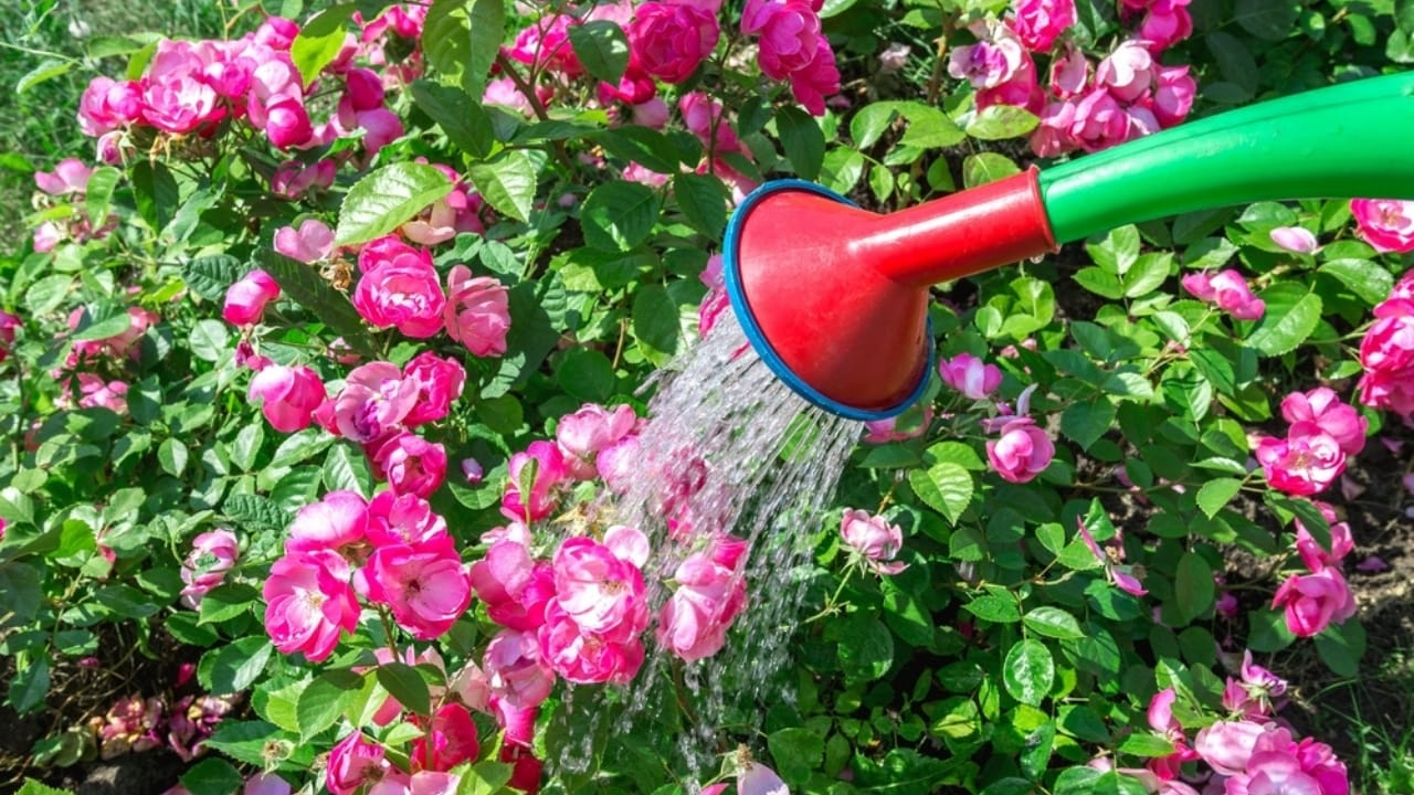 Transform Your Fence with Fragrant Climbing Roses for Privacy & Charm 5 Transform Your Fence with Fragrant Climbing Roses for Privacy & Charm - watering climbing rose ss2177729787