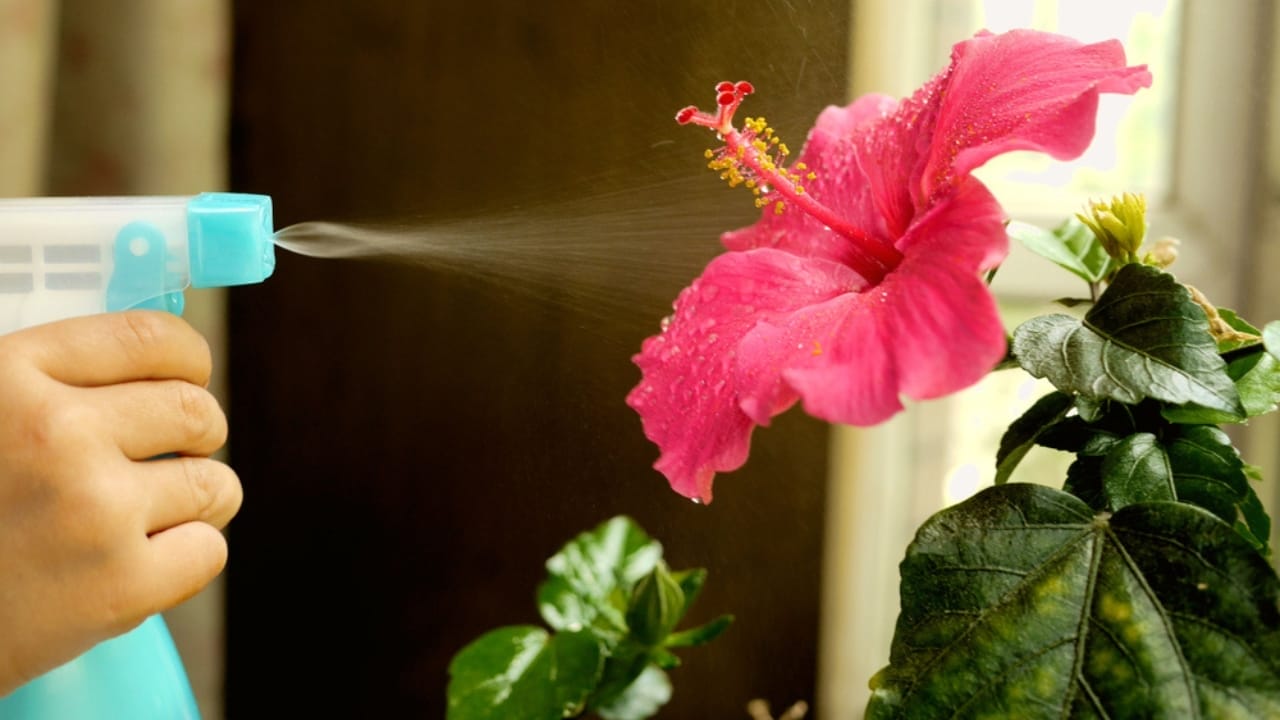12 Easy Tricks for Thriving Hibiscus Plants - watering hibiscus ss1093163240