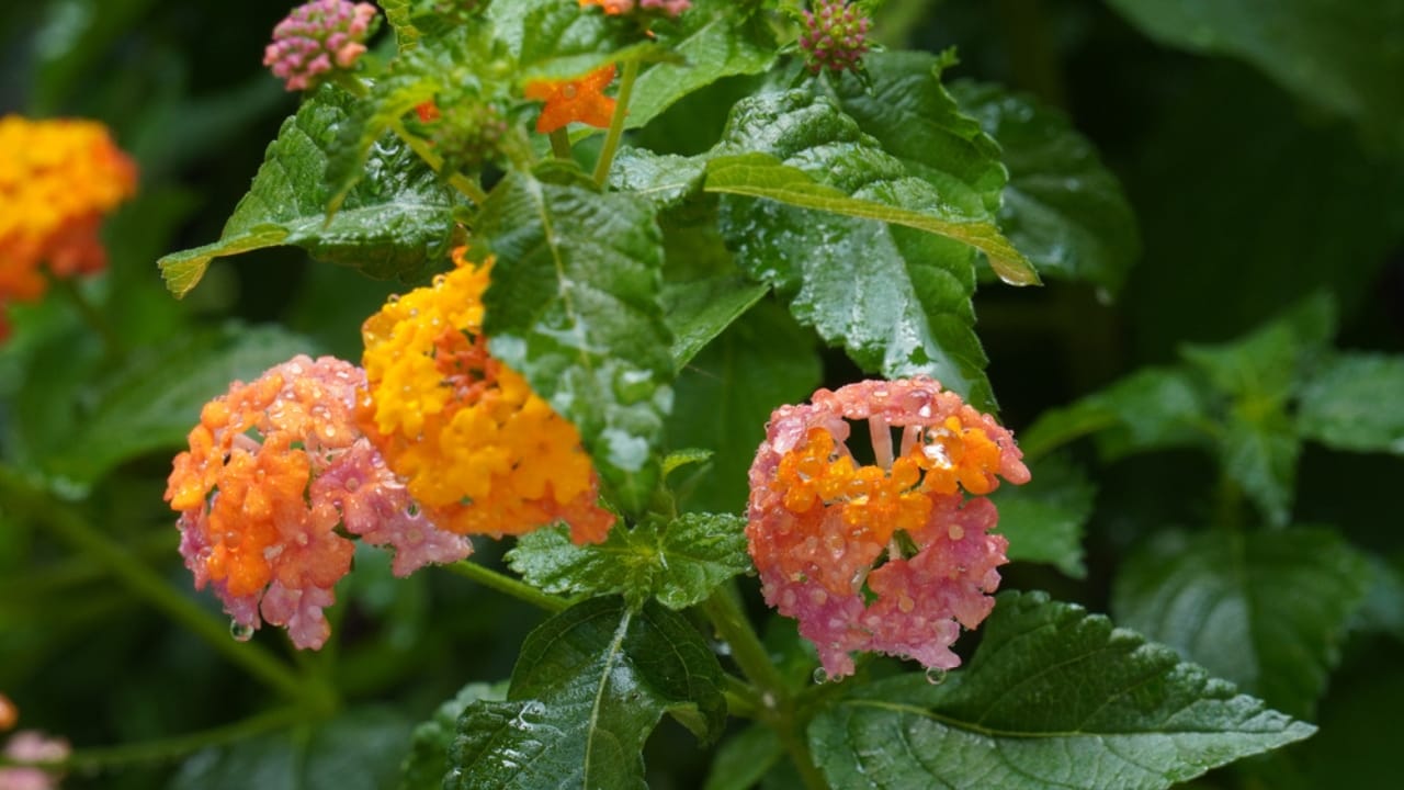 Lantanas are the New Favorite for Gardeners Everywhere 8 Lantanas are the New Favorite for Gardeners Everywhere - watering lantana ss1754133245