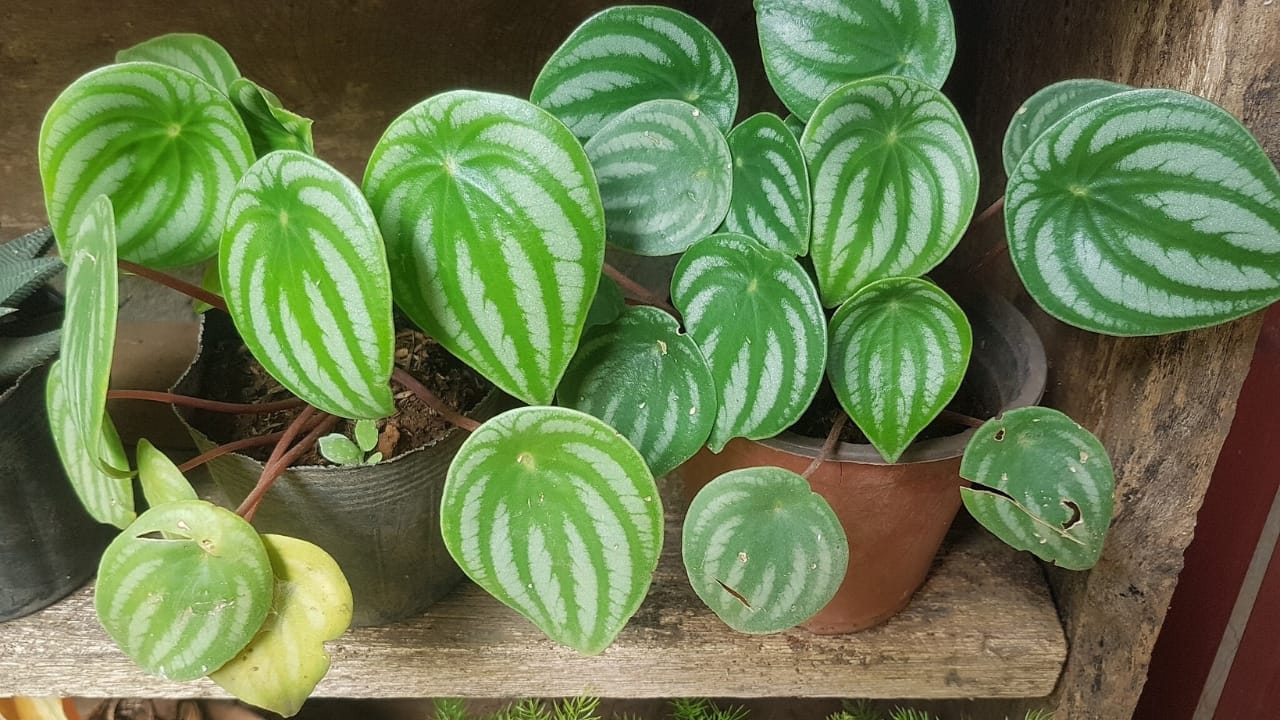 17 Unusual Houseplants That Add Charm & Character to Any Room 18 17 Unusual Houseplants That Add Charm & Character to Any Room - watermelon peperomia wc