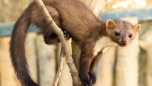 Don't Be Fooled: These 13 Animals May Look Like Ferrets, but They're Not 1 Don't Be Fooled: These 13 Animals May Look Like Ferrets, but They're Not - weasel ss2168944143