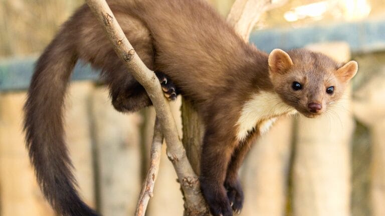Don't Be Fooled: These 13 Animals May Look Like Ferrets, but They're Not 4 Don't Be Fooled: These 13 Animals May Look Like Ferrets, but They're Not - weasel ss2168944143