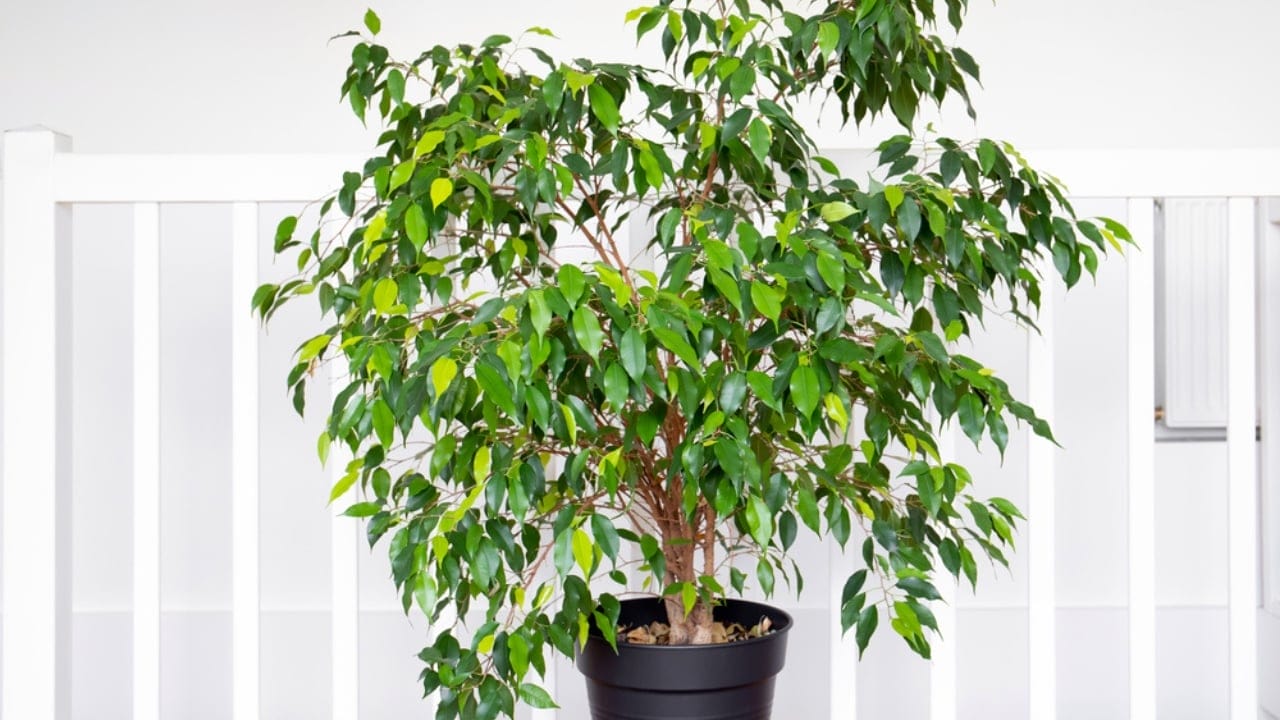 Breathe Easy: 30 Air-Purifying Bedroom Plants for Deeper, More Restful Sleep 30 Breathe Easy: 30 Air-Purifying Bedroom Plants for Deeper, More Restful Sleep - weeping fig dp648278530