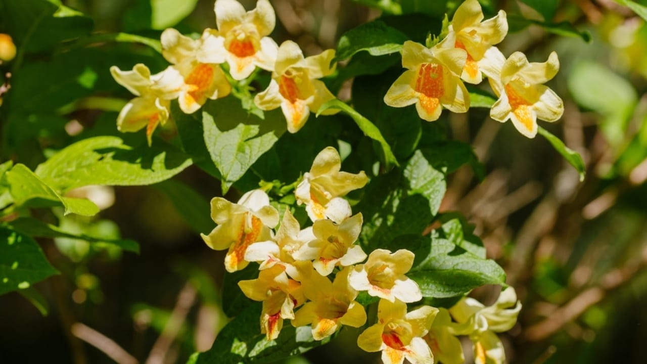 10 Nesting Plants to Attract & Support Thriving Hummingbirds 11 10 Nesting Plants to Attract & Support Thriving Hummingbirds - weigela flower ss2364423109