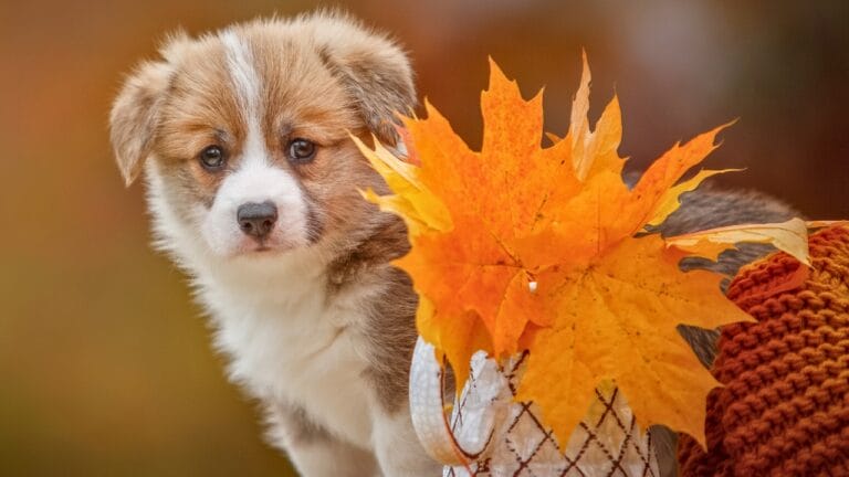 10 Reasons Pembroke Welsh Corgis Will Steal Your Heart - welsh corgi pembroke puppy ss1834850497 degm