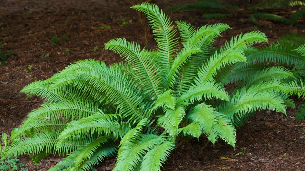 Your Leftover Coffee Grounds are Perfect for These 18 Acid-Loving Plants 9 Your Leftover Coffee Grounds are Perfect for These 18 Acid-Loving Plants - western sword fern ss1815996806