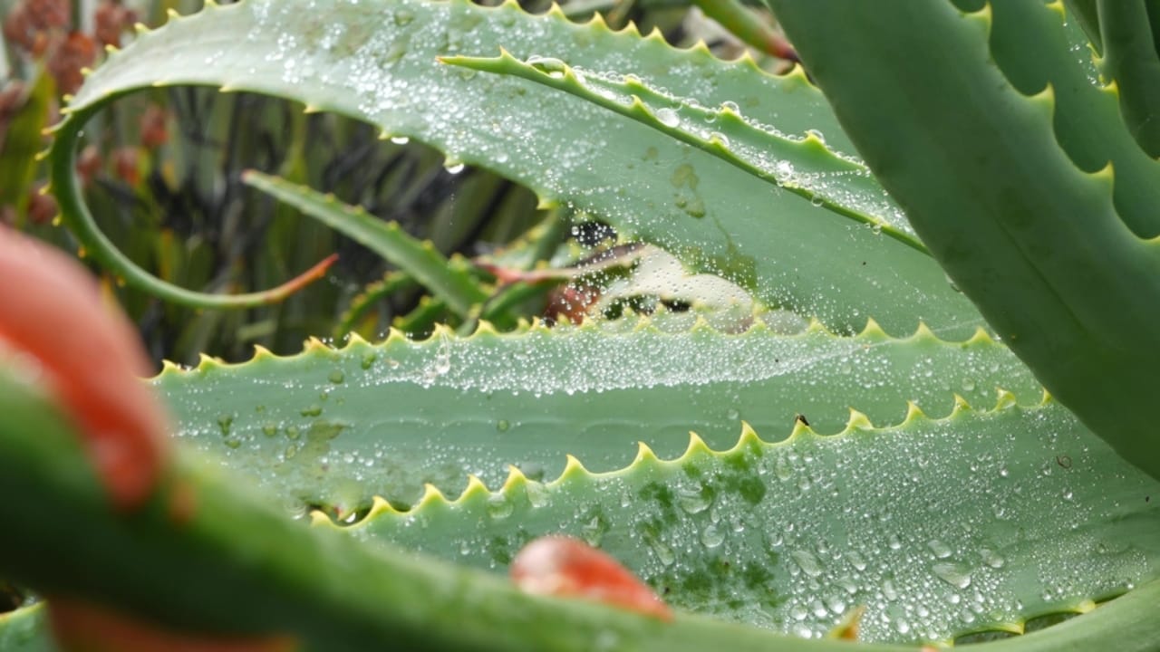 13 Things Succulent Owners Never Warn You about (but Should) 12 13 Things Succulent Owners Never Warn You about (but Should) - wet succulent dp546601796