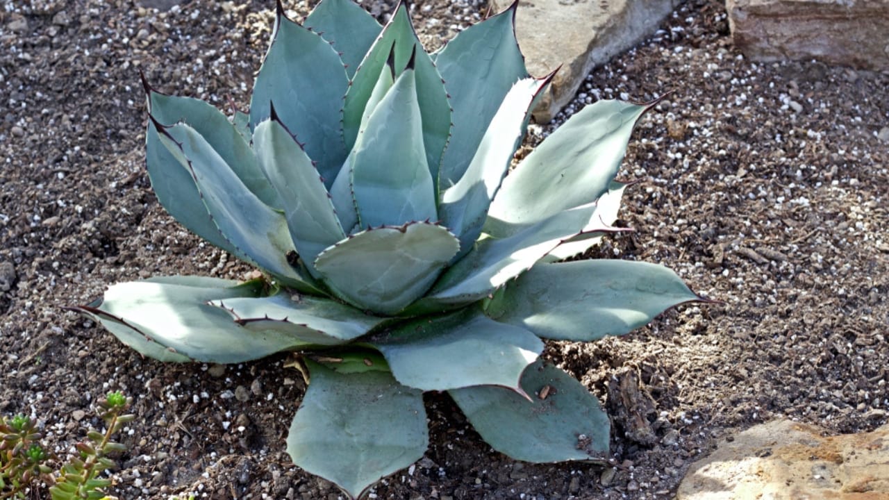 15 Succulents That Keep Weeds at Bay in Even the Driest Gardens 7 15 Succulents That Keep Weeds at Bay in Even the Driest Gardens - whales tongue agave ss1062468551