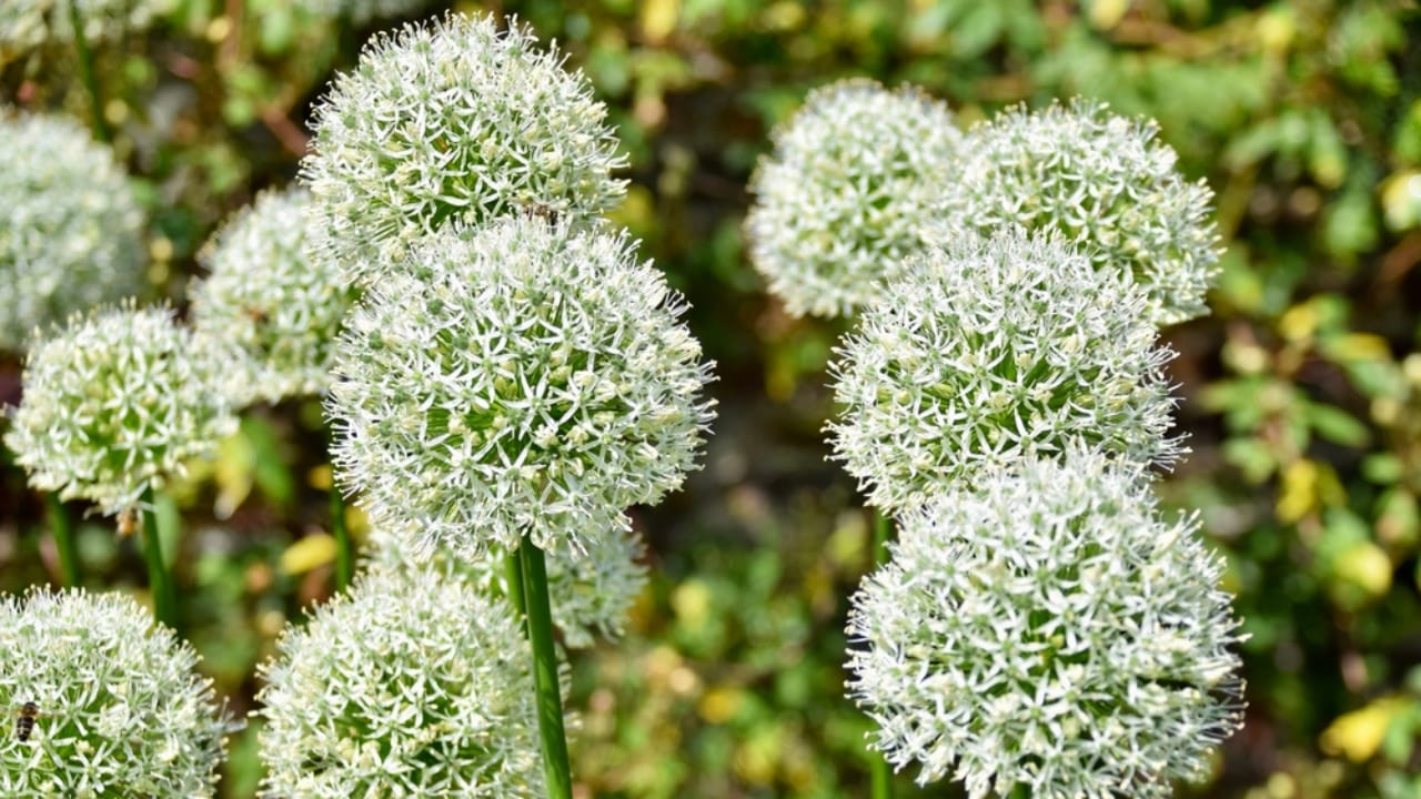32 White Flowers That Bring Elegance to Your Backyard 34 32 White Flowers That Bring Elegance to Your Backyard - white allium dp660534622