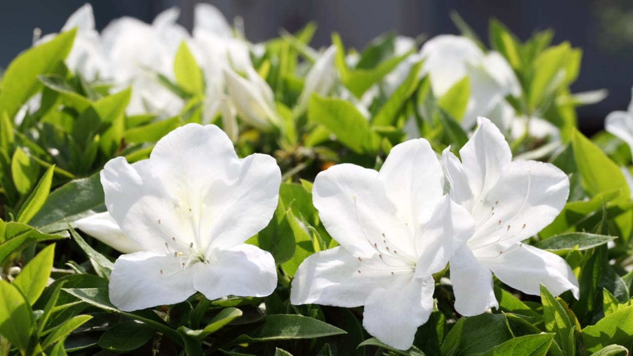 12 Shrubs That Handle Anything & Look Great Doing It 7 12 Shrubs That Handle Anything & Look Great Doing It - white azalea dp45341393