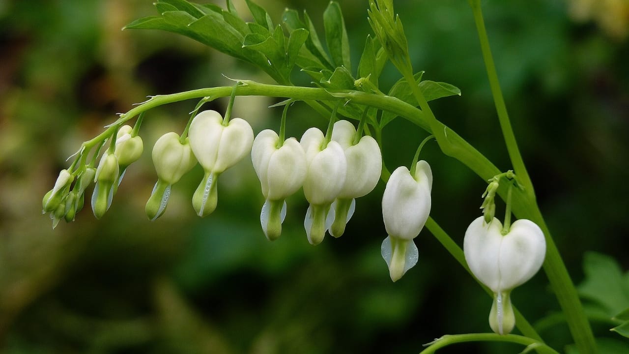 32 White Flowers That Bring Elegance to Your Backyard 17 32 White Flowers That Bring Elegance to Your Backyard - white bleeding heart wc