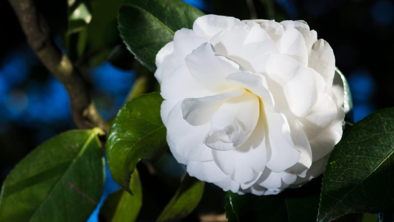 32 White Flowers That Bring Elegance to Your Backyard 22 32 White Flowers That Bring Elegance to Your Backyard - white camellia dp35667523