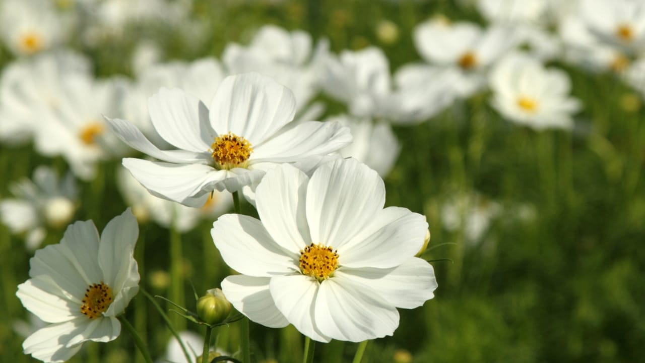 15 Flowers That Look Like Roses but Are Easier to Grow 15 15 Flowers That Look Like Roses but Are Easier to Grow - white cosmos dp45766231