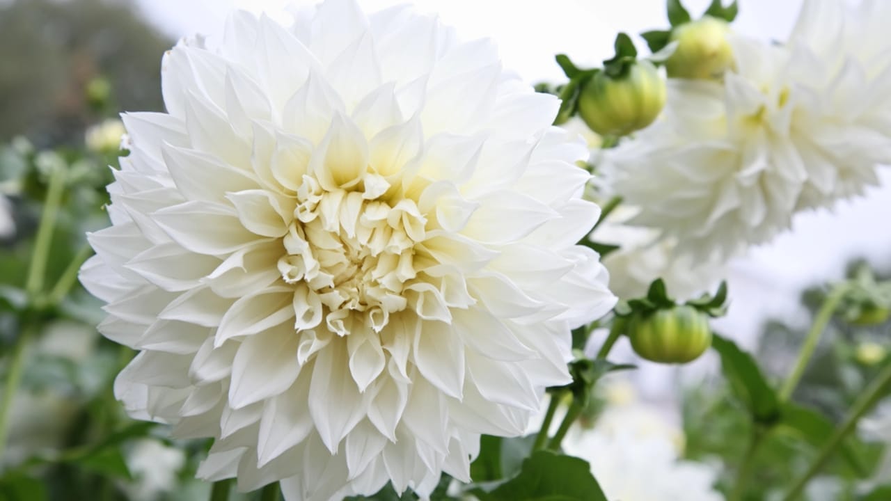 32 White Flowers That Bring Elegance to Your Backyard 21 32 White Flowers That Bring Elegance to Your Backyard - white dahlia dp7434293