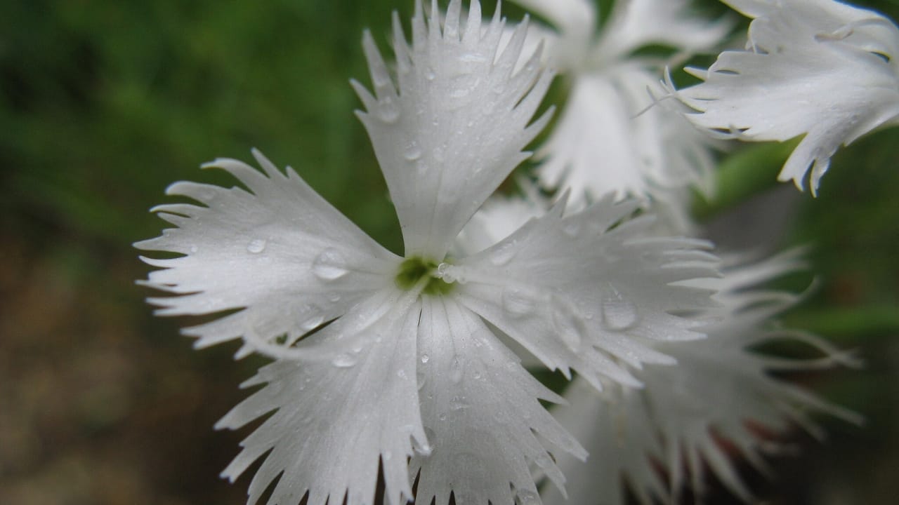 32 White Flowers That Bring Elegance to Your Backyard 33 32 White Flowers That Bring Elegance to Your Backyard - white dianthus wc