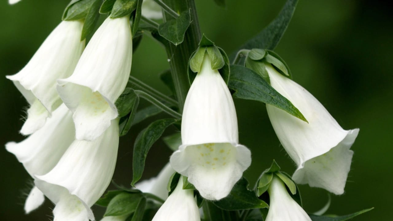 32 White Flowers That Bring Elegance to Your Backyard 15 32 White Flowers That Bring Elegance to Your Backyard -