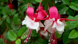 8 Easy Tips to Overwinter & Protect Your Fuchsias from Icy Winters 1 8 Easy Tips to Overwinter & Protect Your Fuchsias from Icy Winters - white fuchsia dp550076724