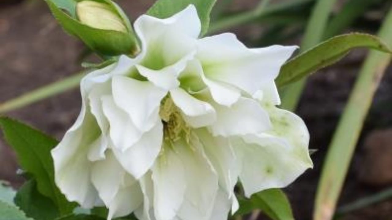 32 White Flowers That Bring Elegance to Your Backyard 25 32 White Flowers That Bring Elegance to Your Backyard - white hellebore wc