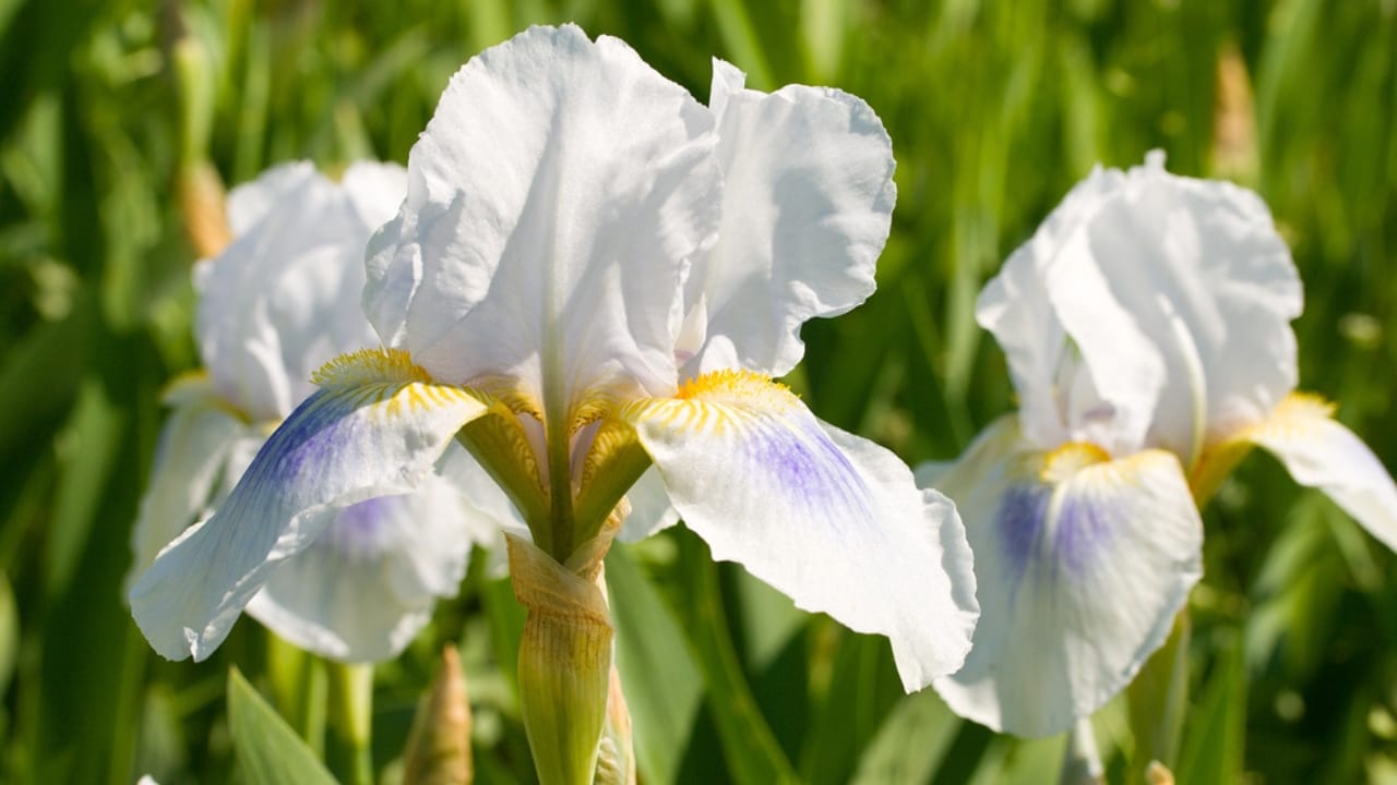 32 White Flowers That Bring Elegance to Your Backyard 19 32 White Flowers That Bring Elegance to Your Backyard - white iris dp4799249