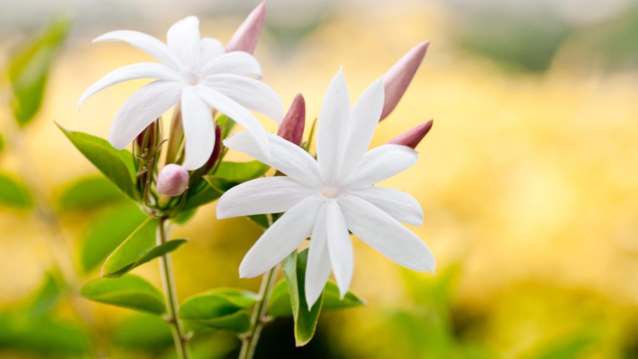 10 Gorgeous Flowers That Bloom Year-Round with the Right Care 7 10 Gorgeous Flowers That Bloom Year-Round with the Right Care - white jasmine flower dp12013838