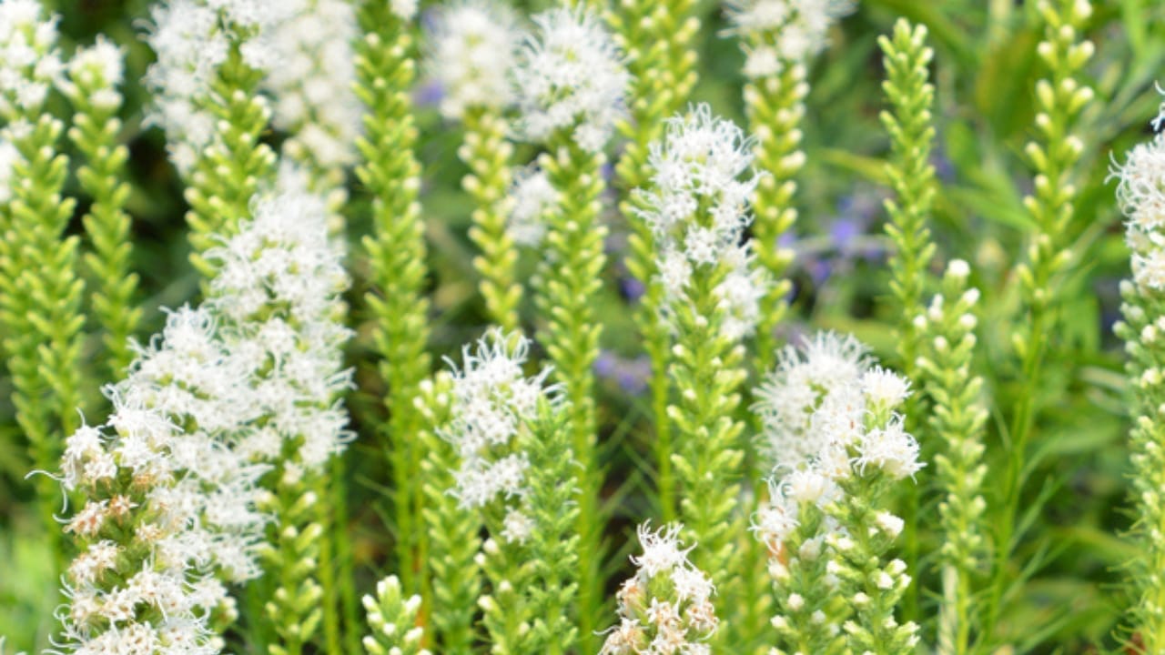 32 White Flowers That Bring Elegance to Your Backyard 32 32 White Flowers That Bring Elegance to Your Backyard - white liatris dp489227186