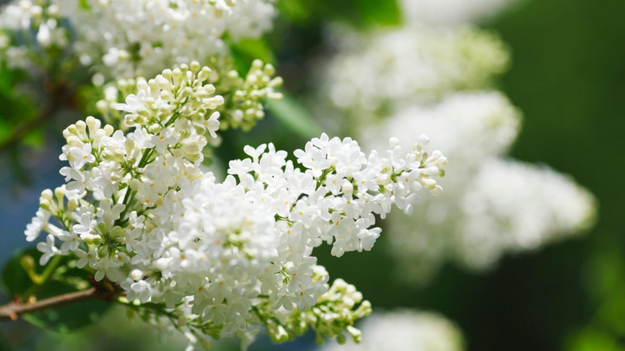 32 White Flowers That Bring Elegance to Your Backyard 18 32 White Flowers That Bring Elegance to Your Backyard - white lilac dp26540981