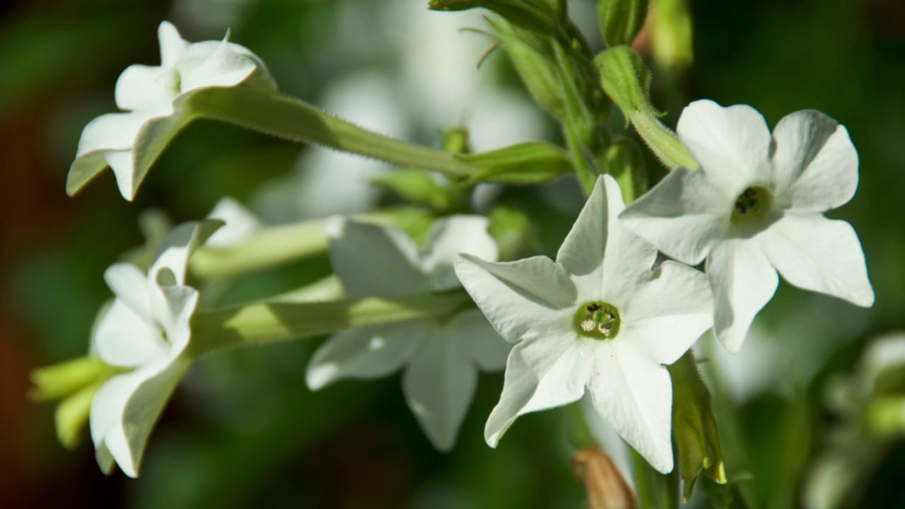 32 White Flowers That Bring Elegance to Your Backyard 31 32 White Flowers That Bring Elegance to Your Backyard - white nicotiana dp283258814