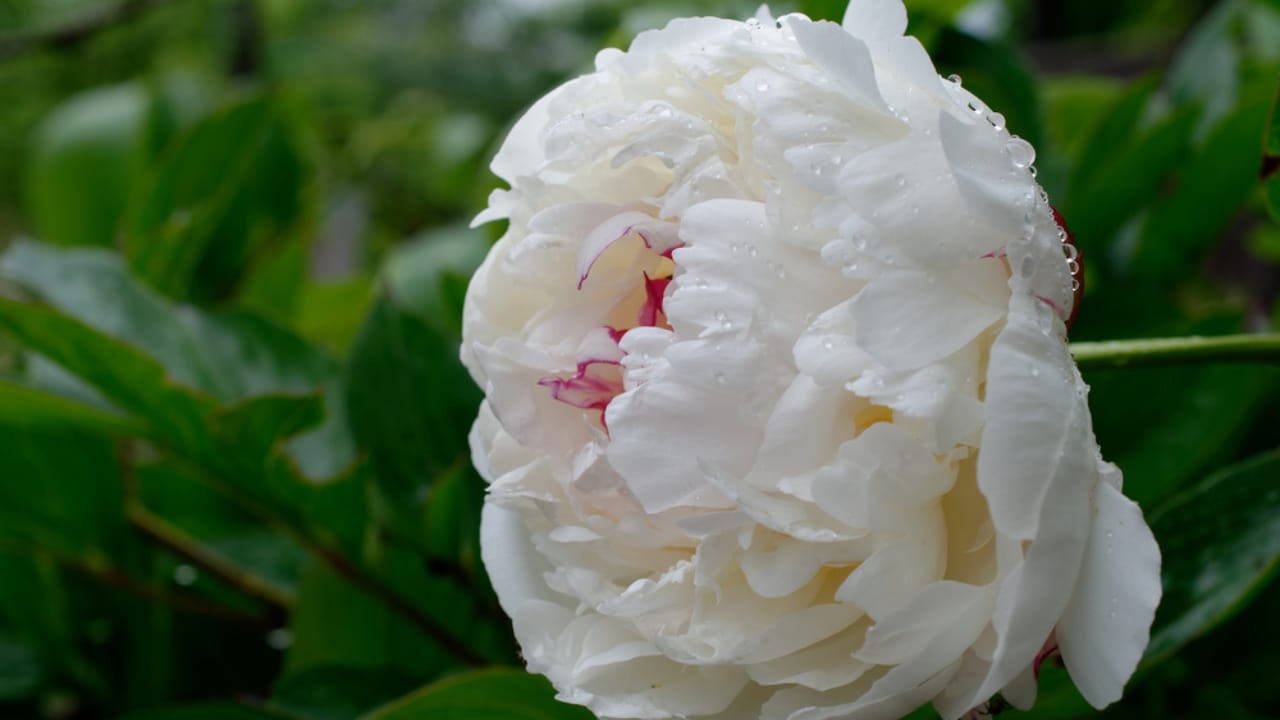 32 White Flowers That Bring Elegance to Your Backyard 9 32 White Flowers That Bring Elegance to Your Backyard - white peony dp688845822