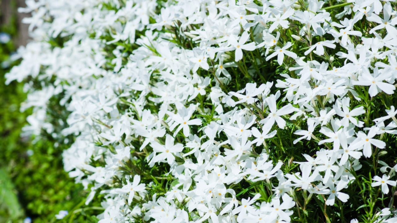 32 White Flowers That Bring Elegance to Your Backyard 26 32 White Flowers That Bring Elegance to Your Backyard -