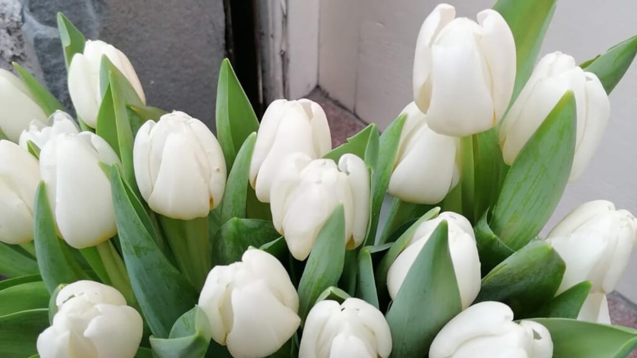 32 White Flowers That Bring Elegance to Your Backyard 6 32 White Flowers That Bring Elegance to Your Backyard - white tulip wc
