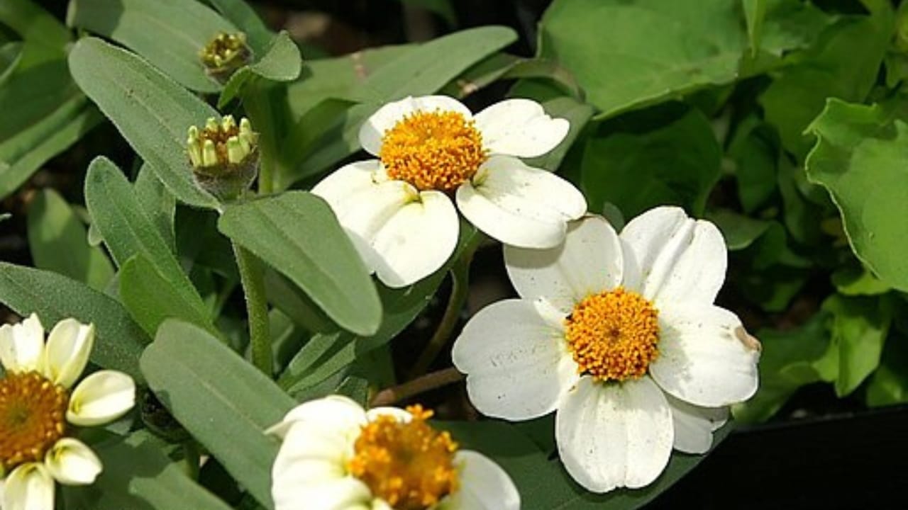 32 White Flowers That Bring Elegance to Your Backyard 23 32 White Flowers That Bring Elegance to Your Backyard - white zinnia wc
