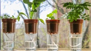 How to Use a Water Wick for Maintaining Plant Hydration When You’re Not Home 1 How to Use a Water Wick for Maintaining Plant Hydration When You’re Not Home - wick watering dp192157738