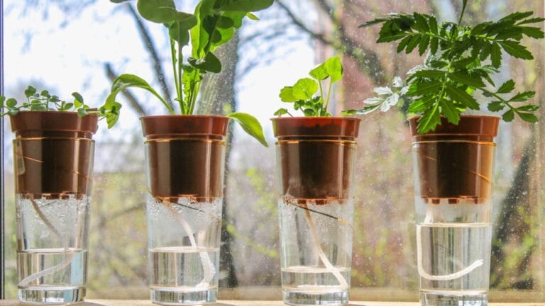 How to Use a Water Wick for Maintaining Plant Hydration When You’re Not Home - wick watering dp192157738