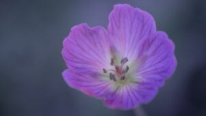 18 Beautiful Native Flowers That Deserve a Spot in Your Garden 1 18 Beautiful Native Flowers That Deserve a Spot in Your Garden - wild geranium ss2472478949