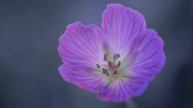 18 Beautiful Native Flowers That Deserve a Spot in Your Garden 3 18 Beautiful Native Flowers That Deserve a Spot in Your Garden - wild geranium ss2472478949