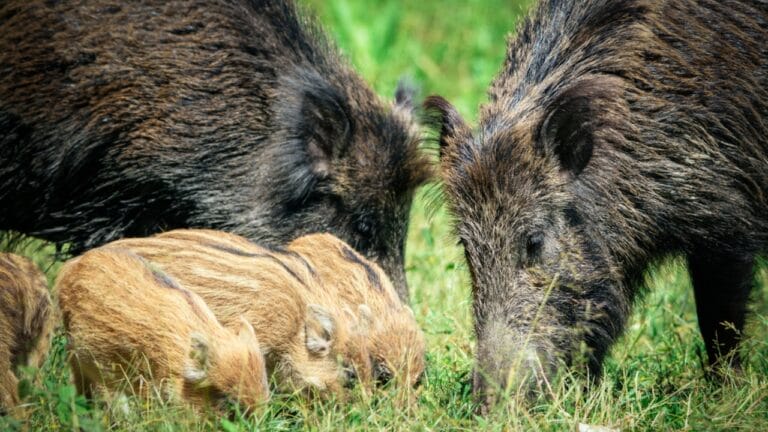 America’s 12 Most Destructive Invasive Species Taking Over Ecosystems - wild boar family dp116599218