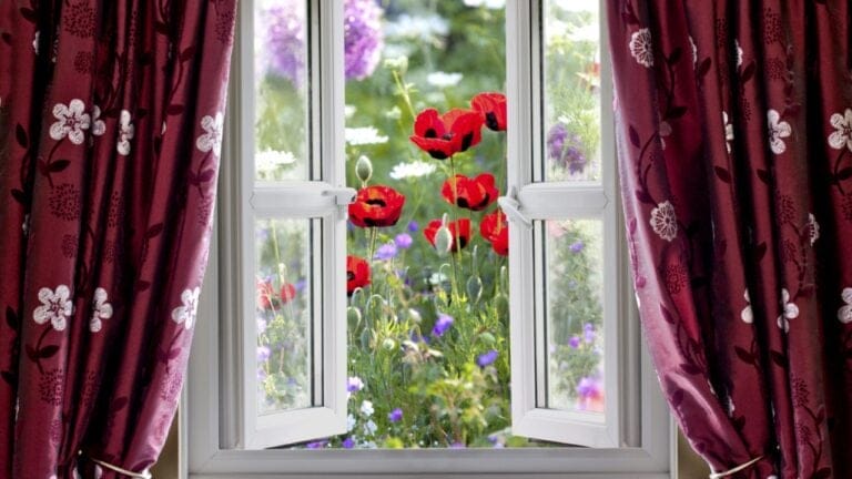 13 Drought-Resistant Plants Every Window Box Needs 2 13 Drought-Resistant Plants Every Window Box Needs - wild flower outside window dp17213705