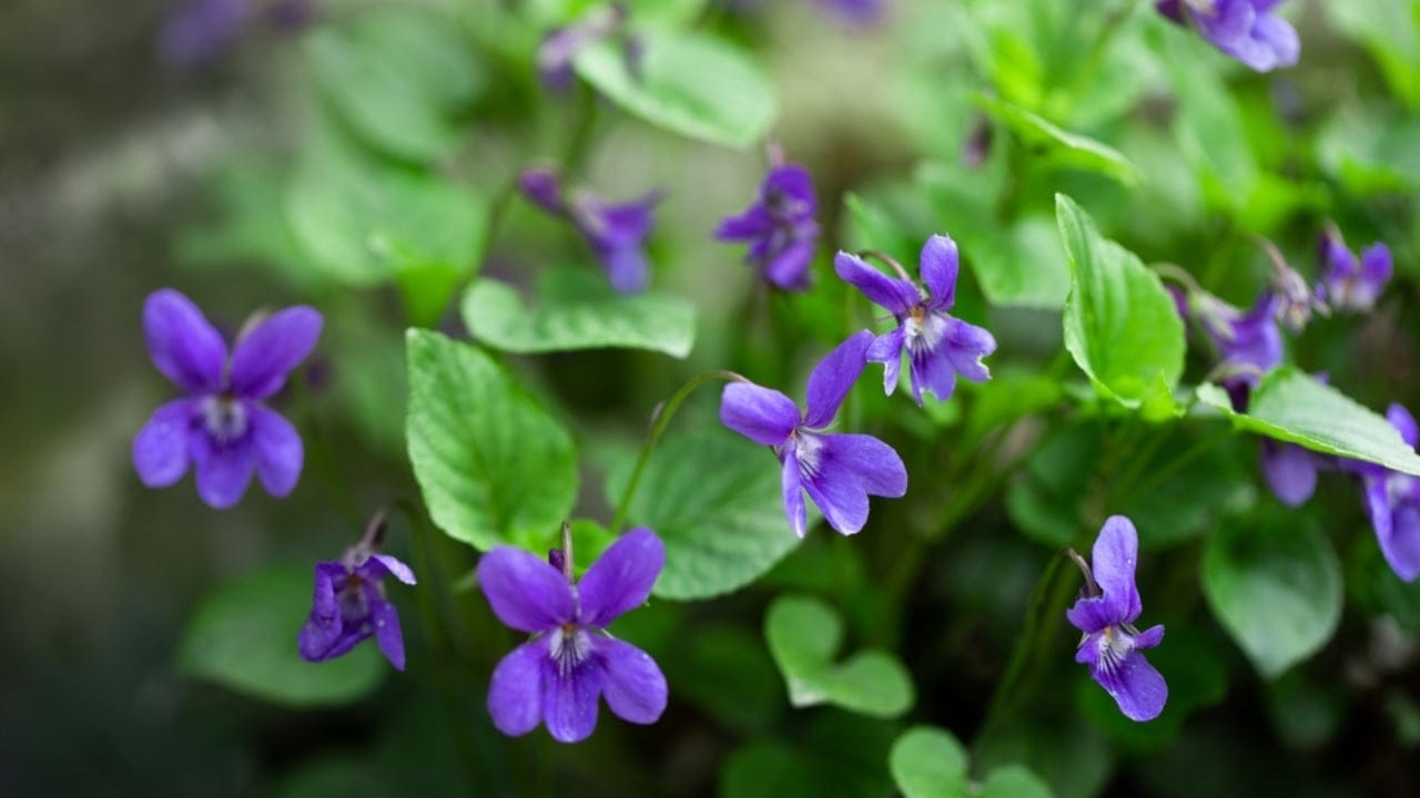 Think Wild Violets Are Weeds? Here’s Why You’re Wrong 7 Think Wild Violets Are Weeds? Here’s Why You’re Wrong - wild violet growing in the forest ss2141546215