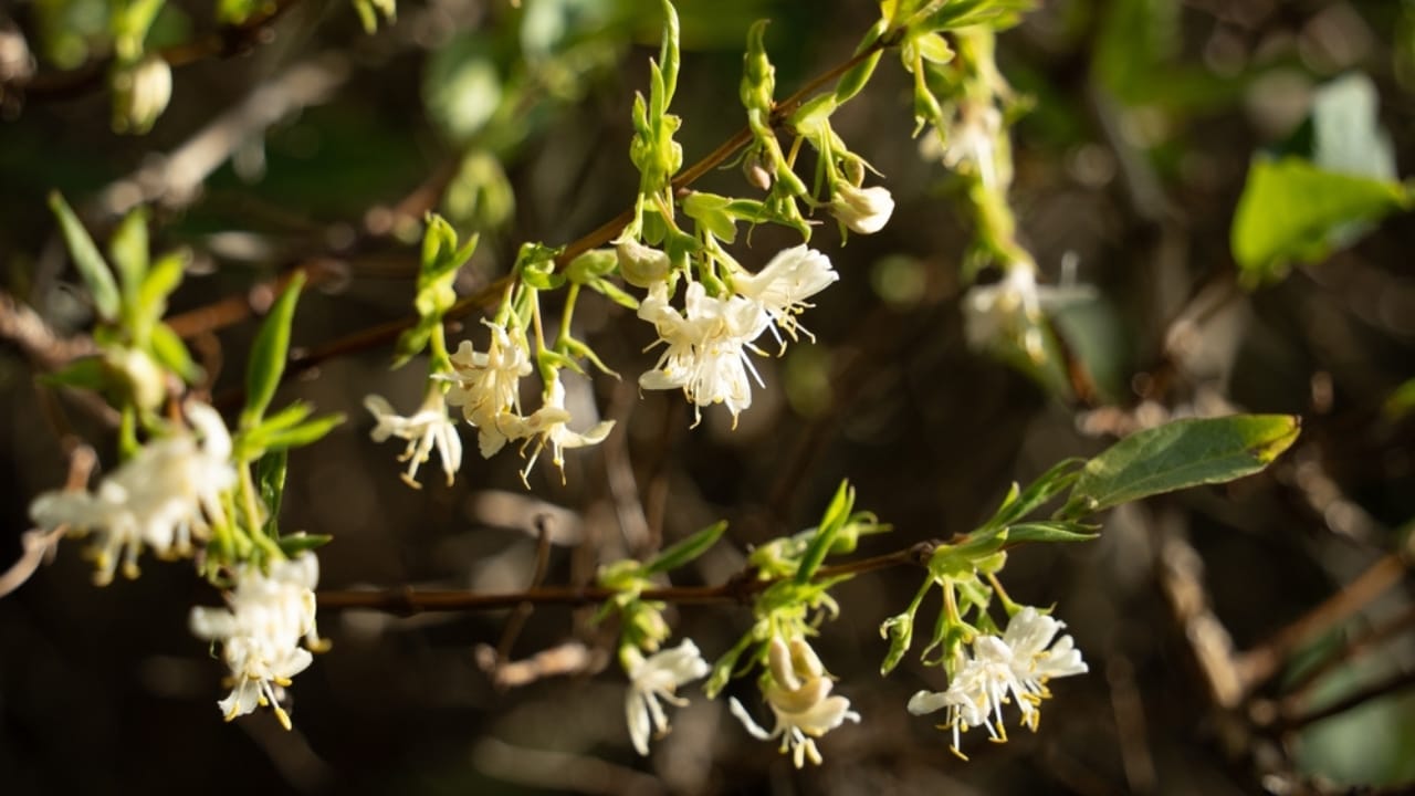 Add Bold Color & Sweet Scents to Your Garden, Effortlessly 6 Add Bold Color & Sweet Scents to Your Garden, Effortlessly - winter honeysuckle ss2133437513